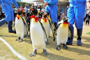 real penguins